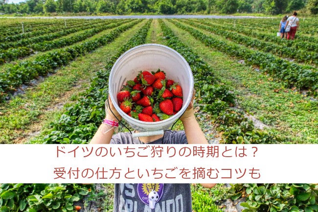 ドイツのいちご狩りの時期とは 受付の仕方といちごを摘むコツも