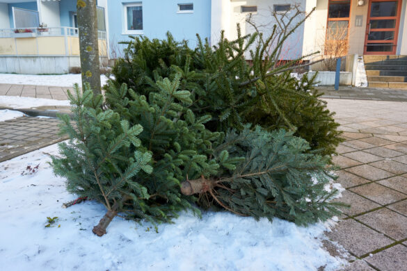 生木のクリスマスツリーは生ごみとして捨てないで 正しい捨て方 罰金も